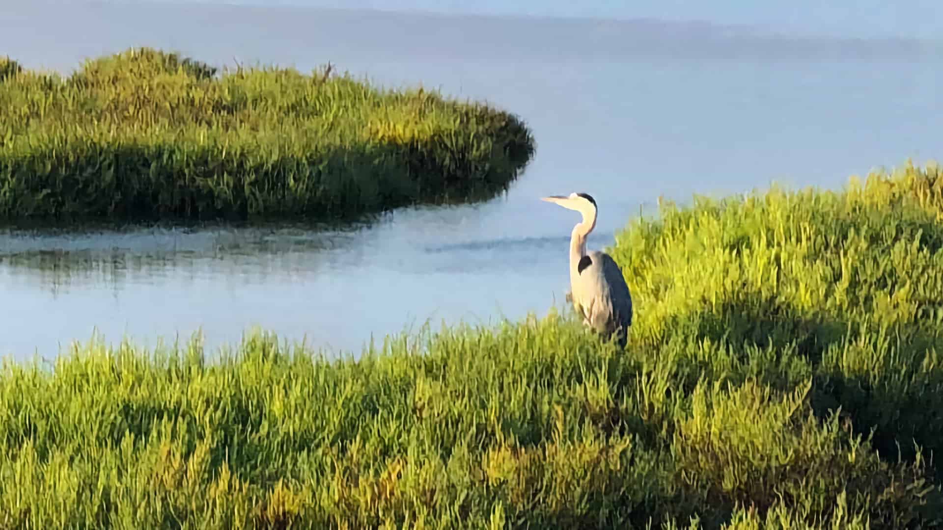 Bolsa Chica Ecological Reserve photo 5