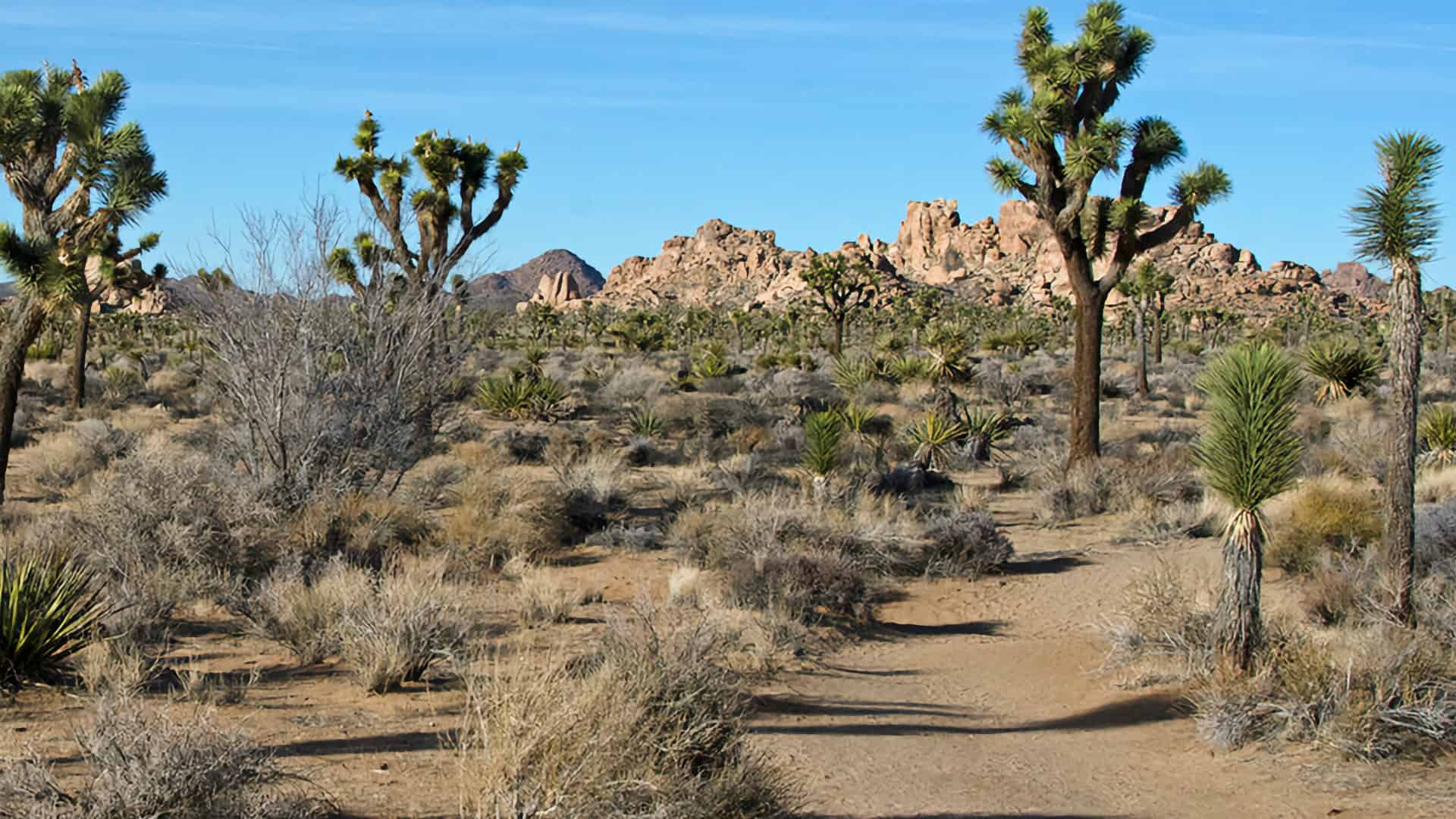 Boy Scout Trail (Joshua Tree) Hike
