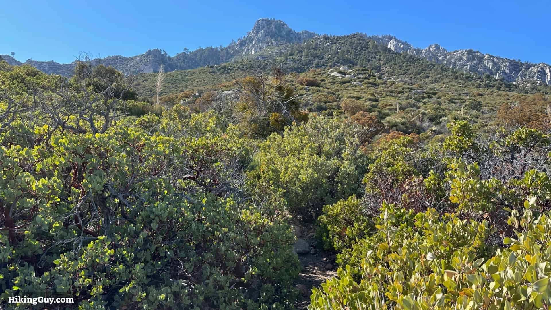 Cactus To Clouds Directions Update 20