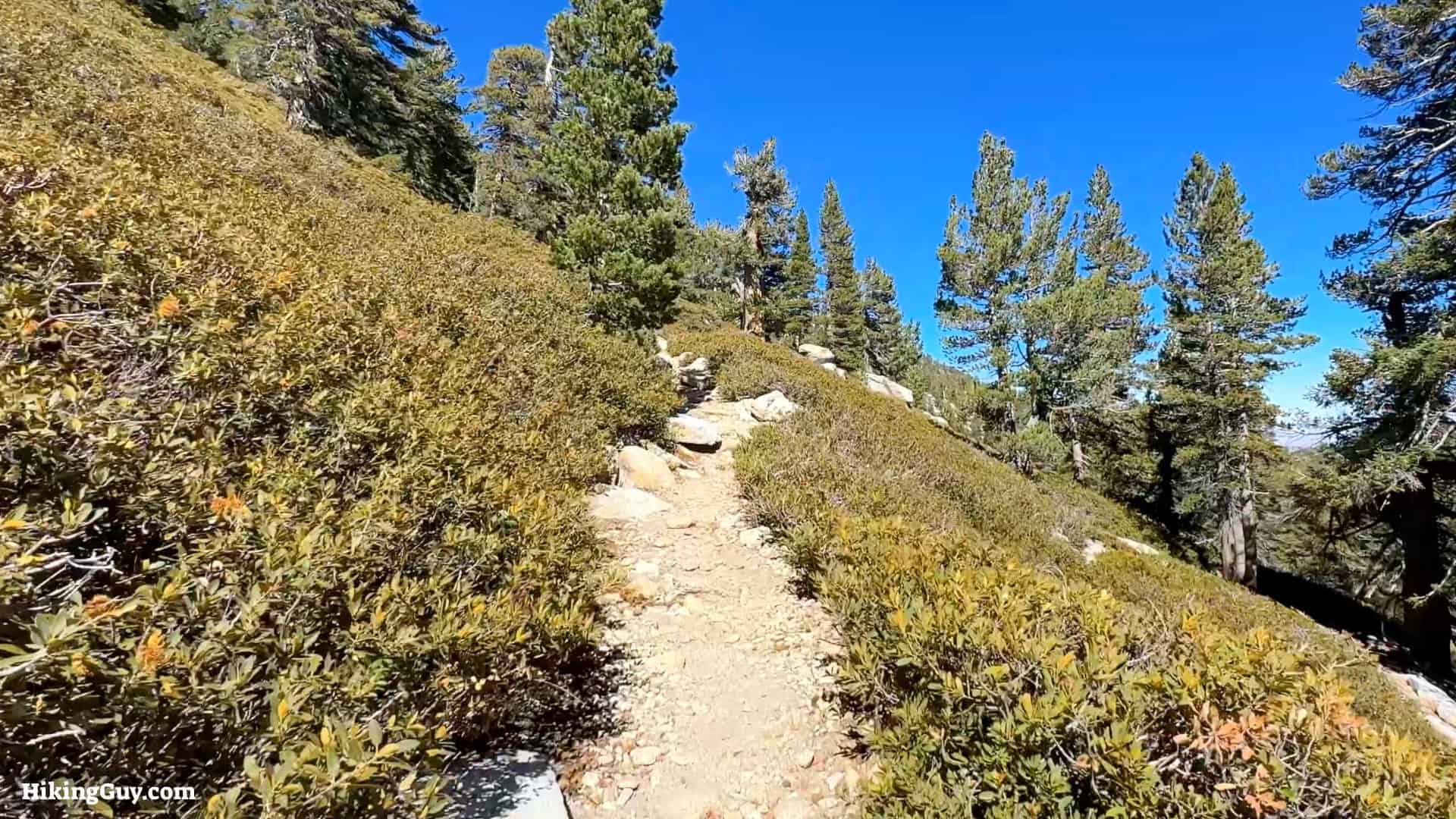 Cactus To Clouds Directions Update 40