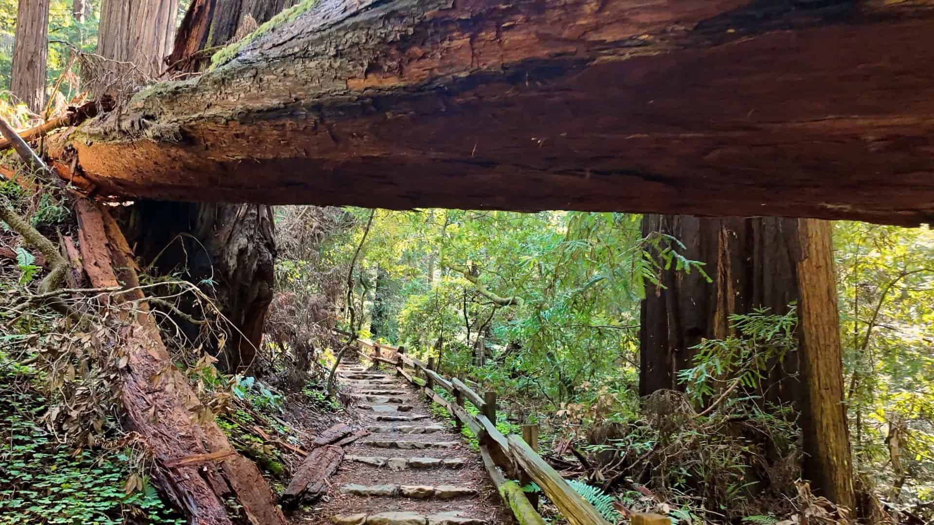 Canopy View Trail (Muir Woods)