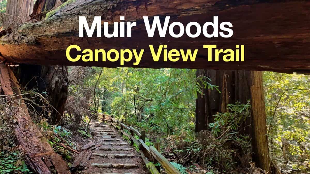 Canopy View Trail (Muir Woods)