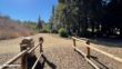 Carbon Canyon Redwood Grove Hike 20