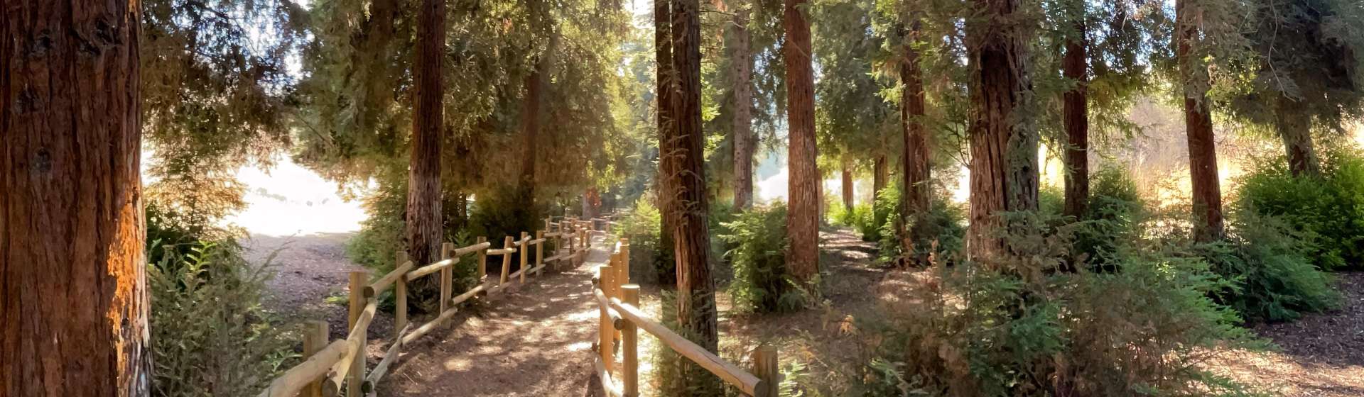 Carbon Canyon Regional Park (Redwood Grove) photo 3