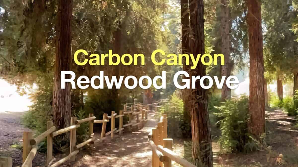 Redwood Grove Hike Guide (Carbon Canyon - Brea)