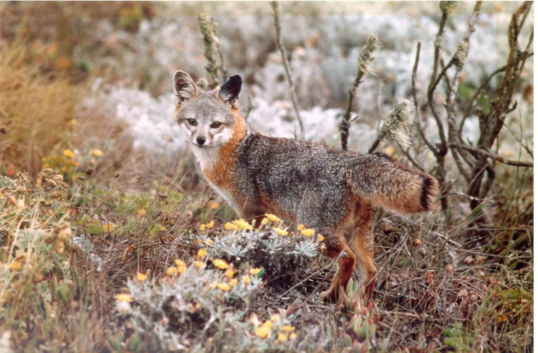 Catalina Fox