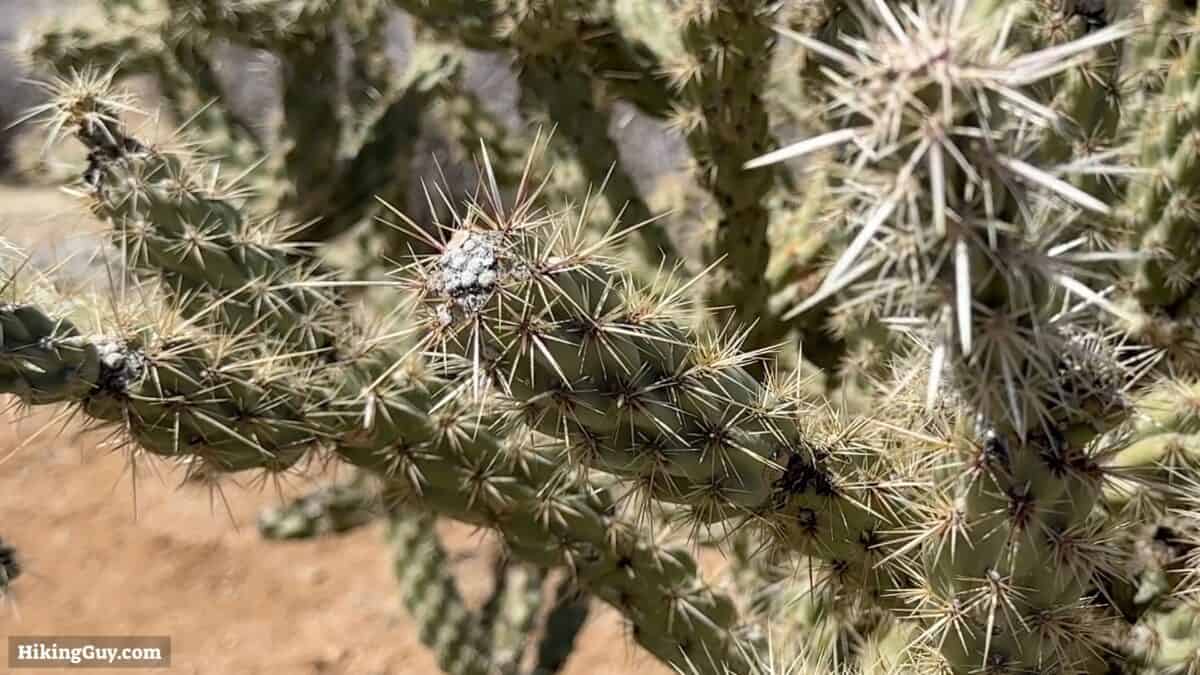 Chollla Cactus