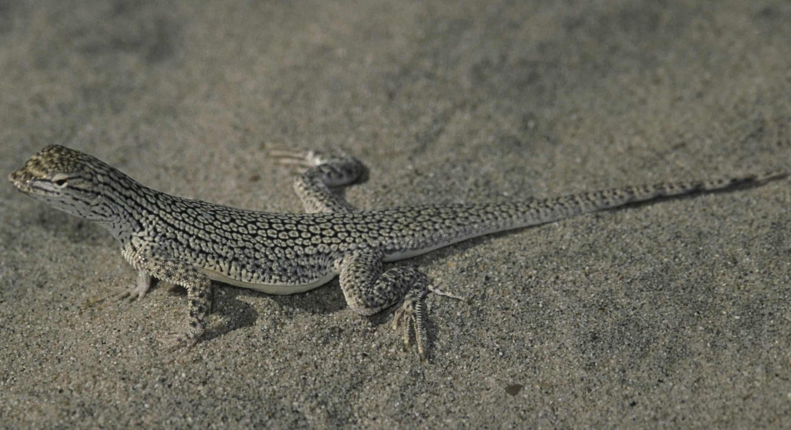 Coachella Valley Fringe Toed Lizard