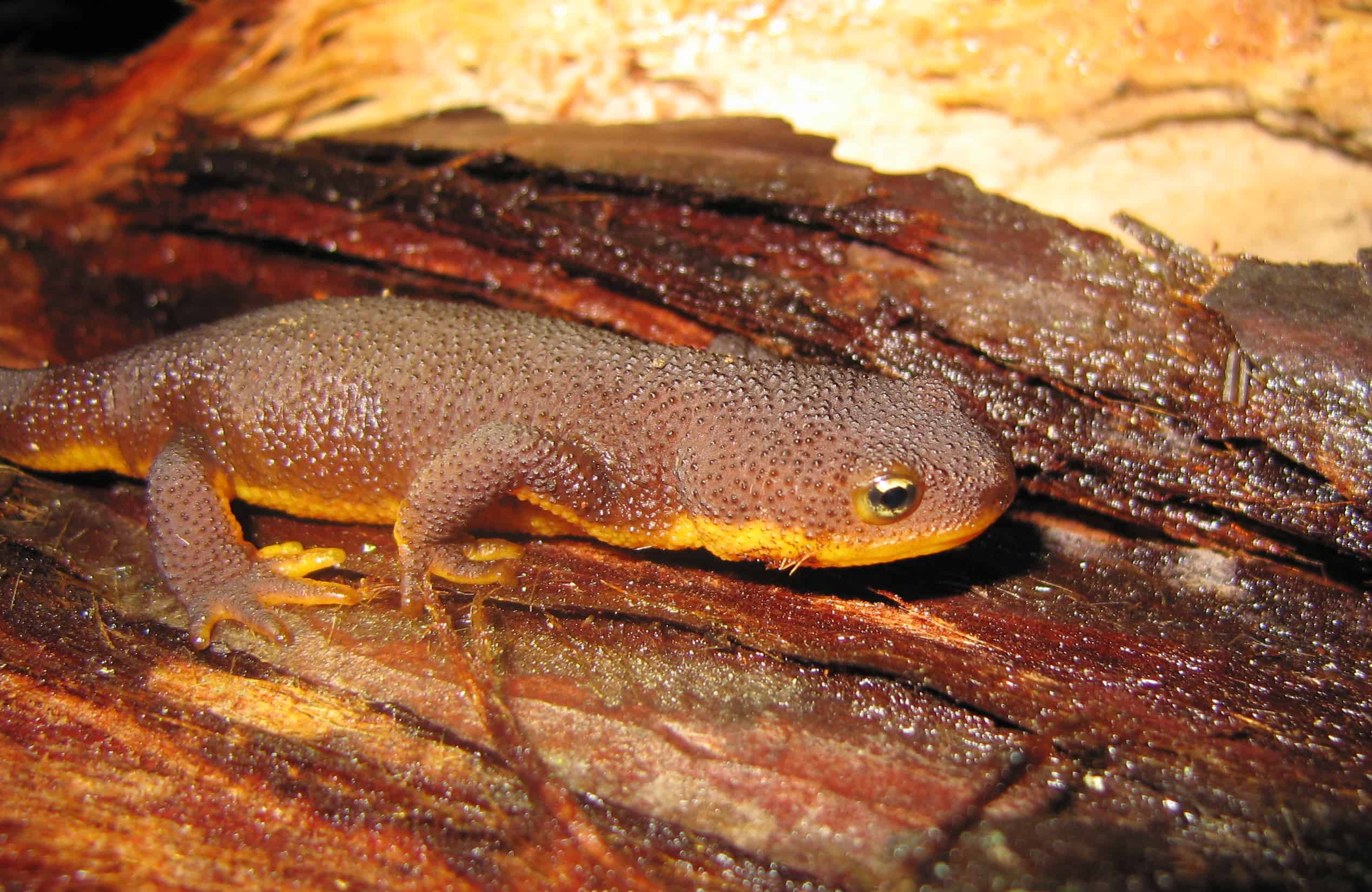 Coast Range Newt