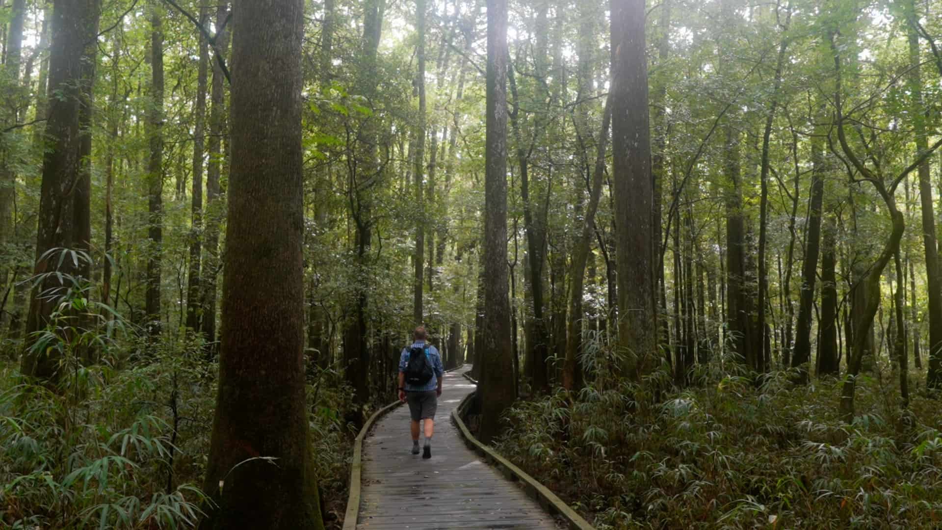 Congaree Boardwalk Loop Trail