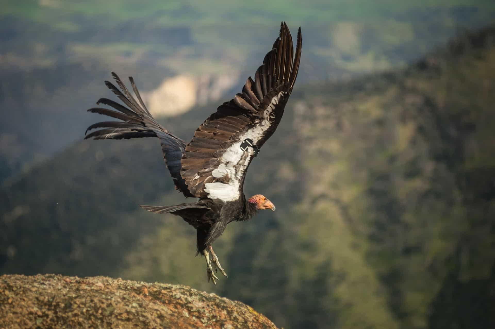 Condor
