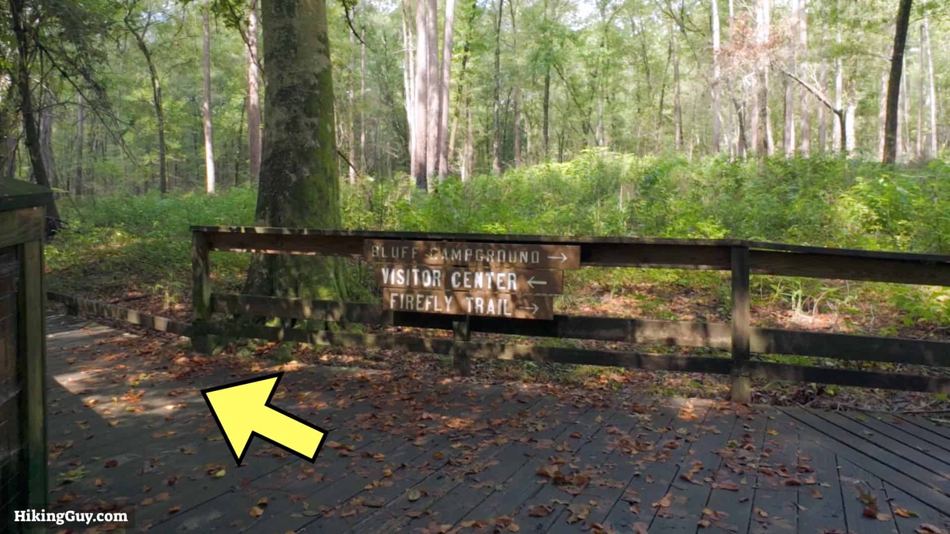 Congaree Boardwalk Loop Hike 10