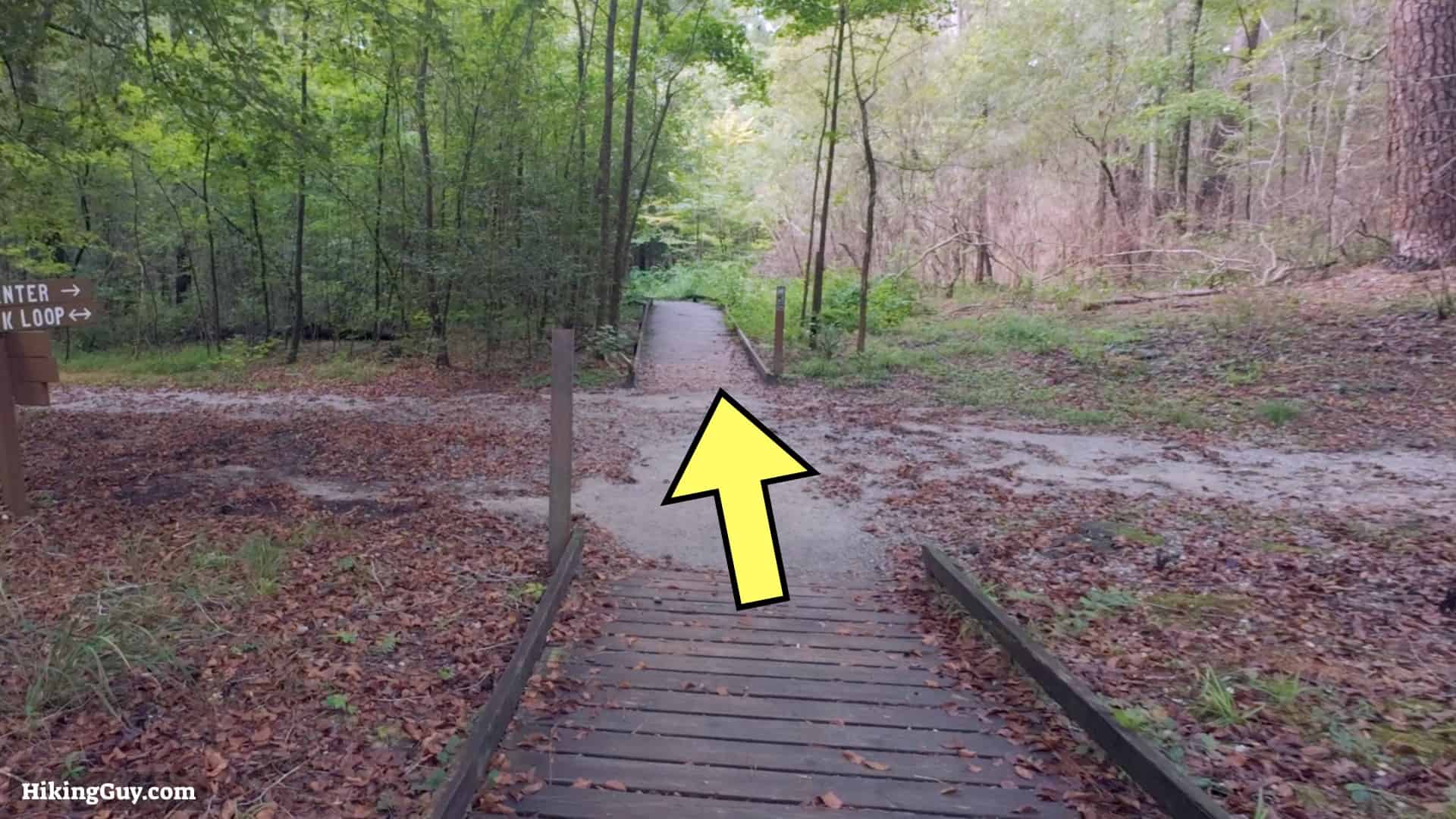 Congaree Boardwalk Loop Hike 11