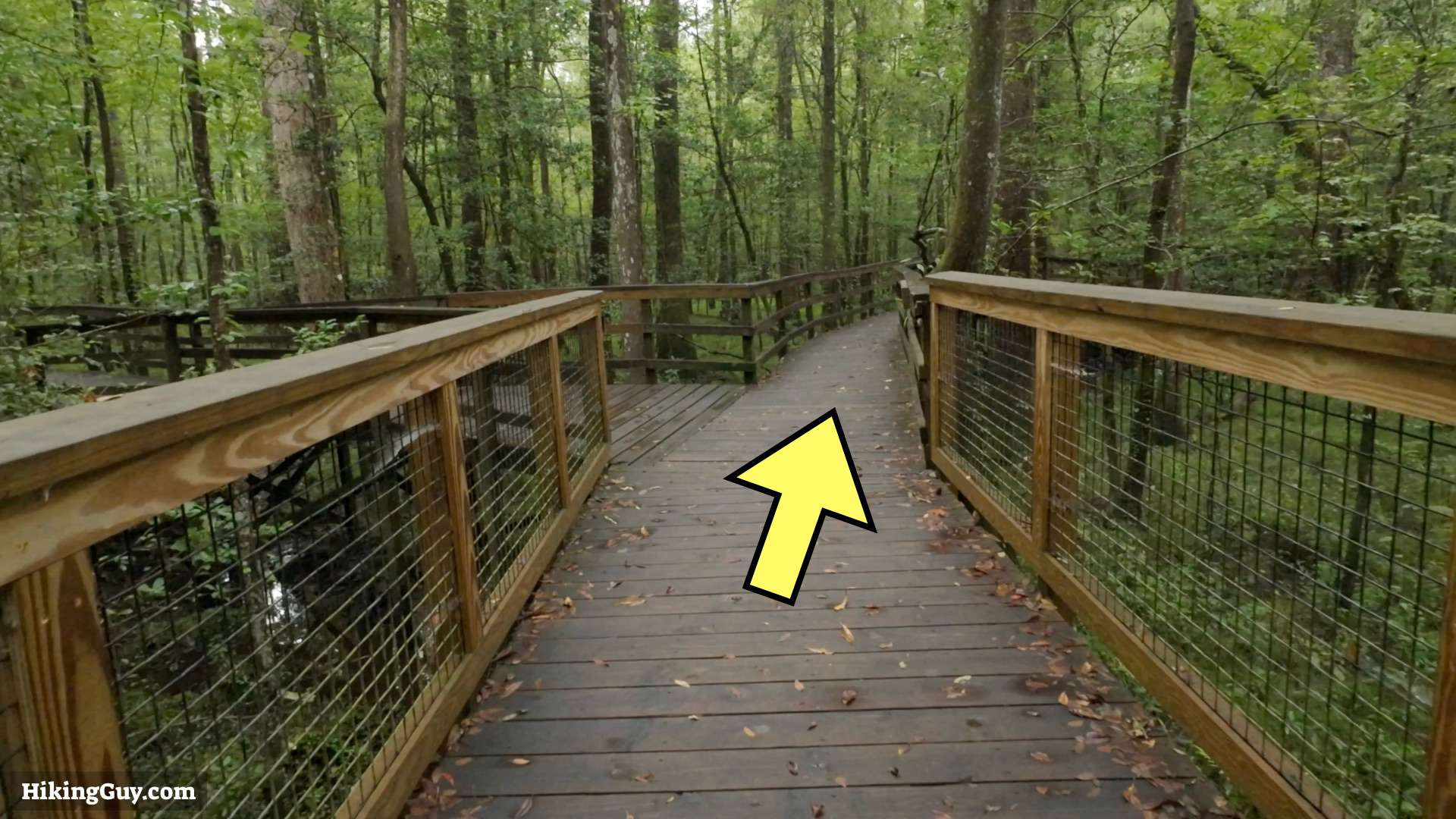 Congaree Boardwalk Loop Hike 4