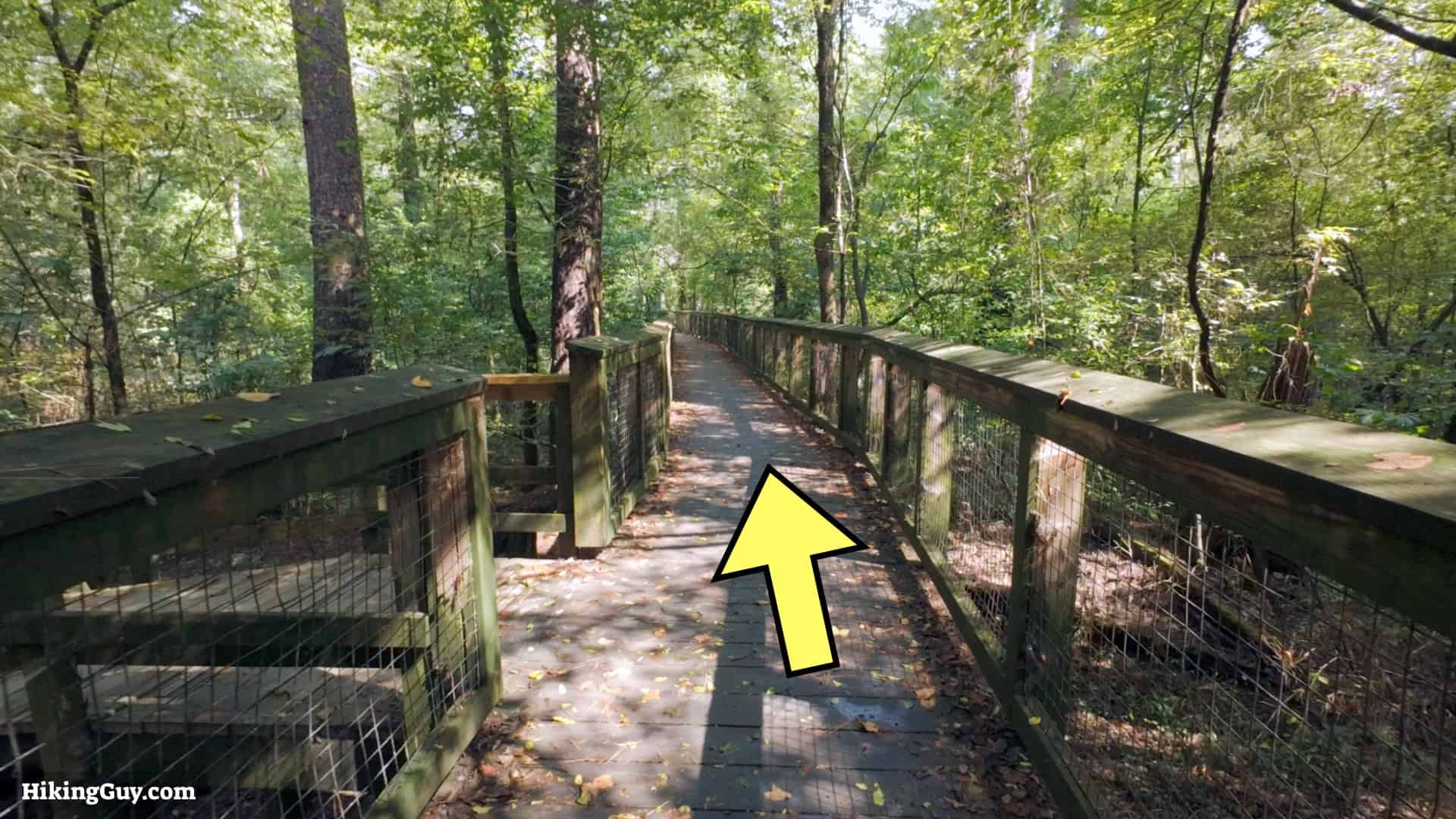 Congaree Boardwalk Loop Hike 9