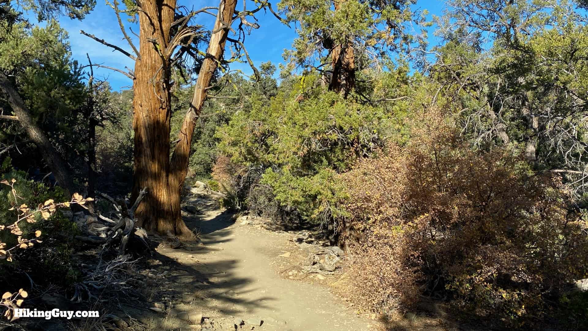 Cougar Crest Trail Hike Directions 17