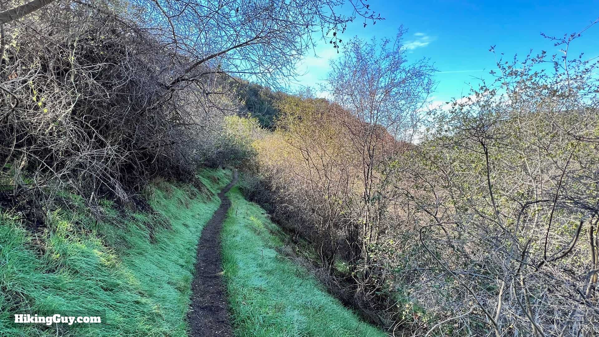 Coulter Pine Trail 10