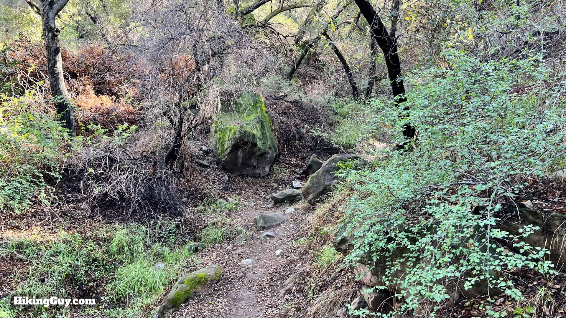 Coulter Pine Trail 5