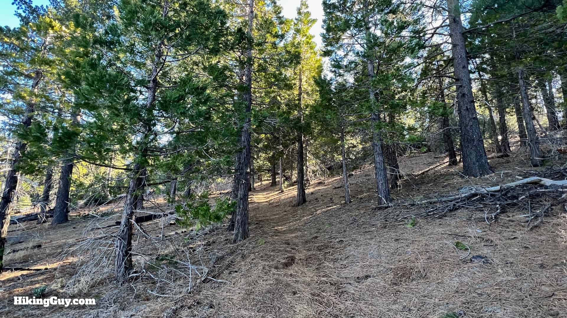Cuyamaca Peak Hike Loop 31