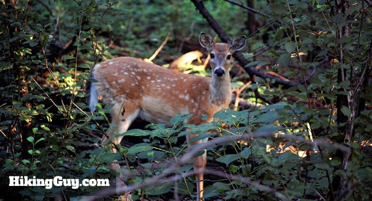 deer on hiking trail