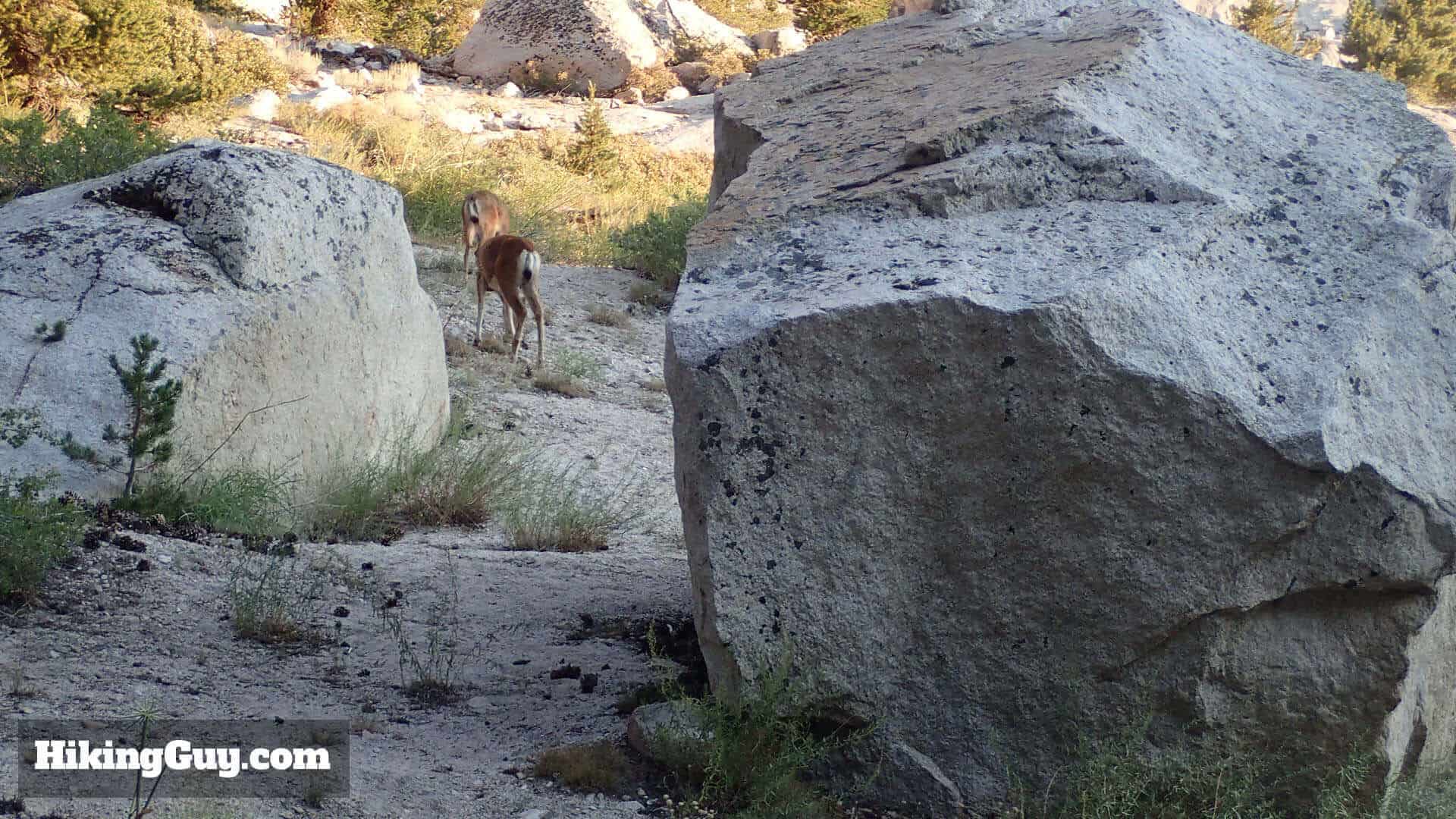 Deer On Mt Whitney Trail