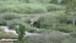 deer on mt whitney trail