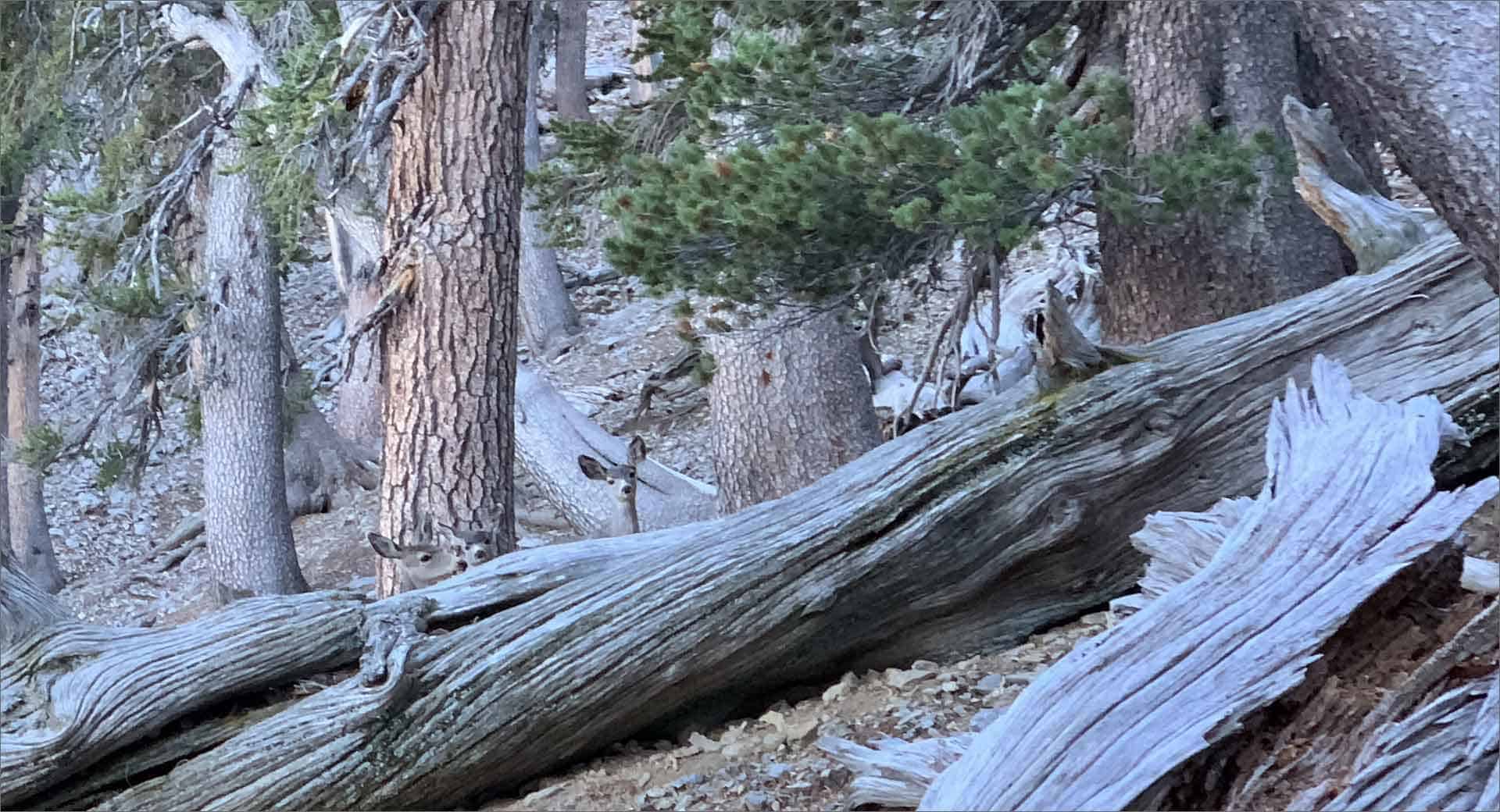 Deer Watching South Loop Trail