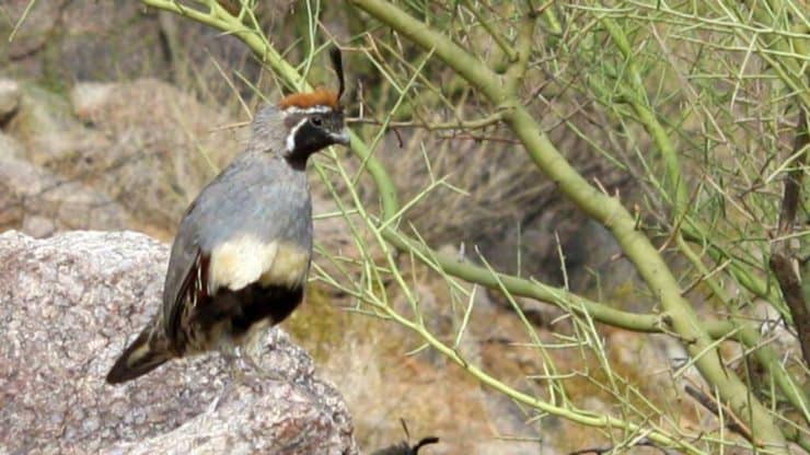 desert quail
