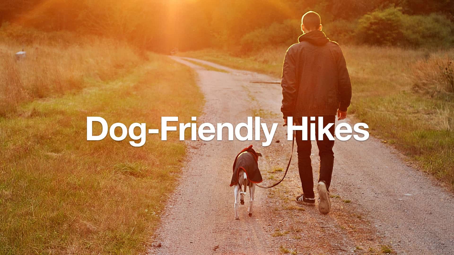 Best Orange County Hikes With Dogs