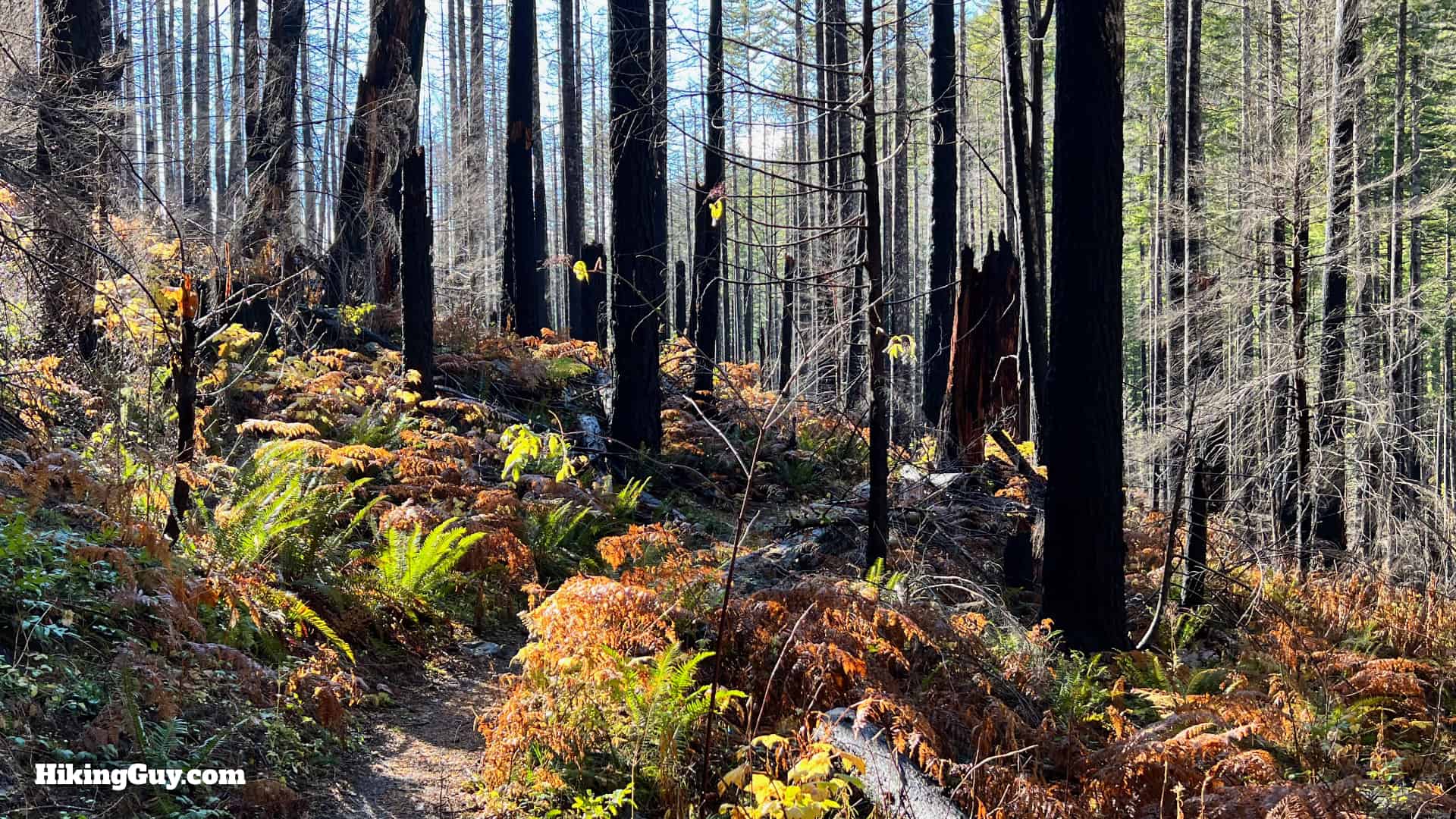 Eagle Creek Trail 64