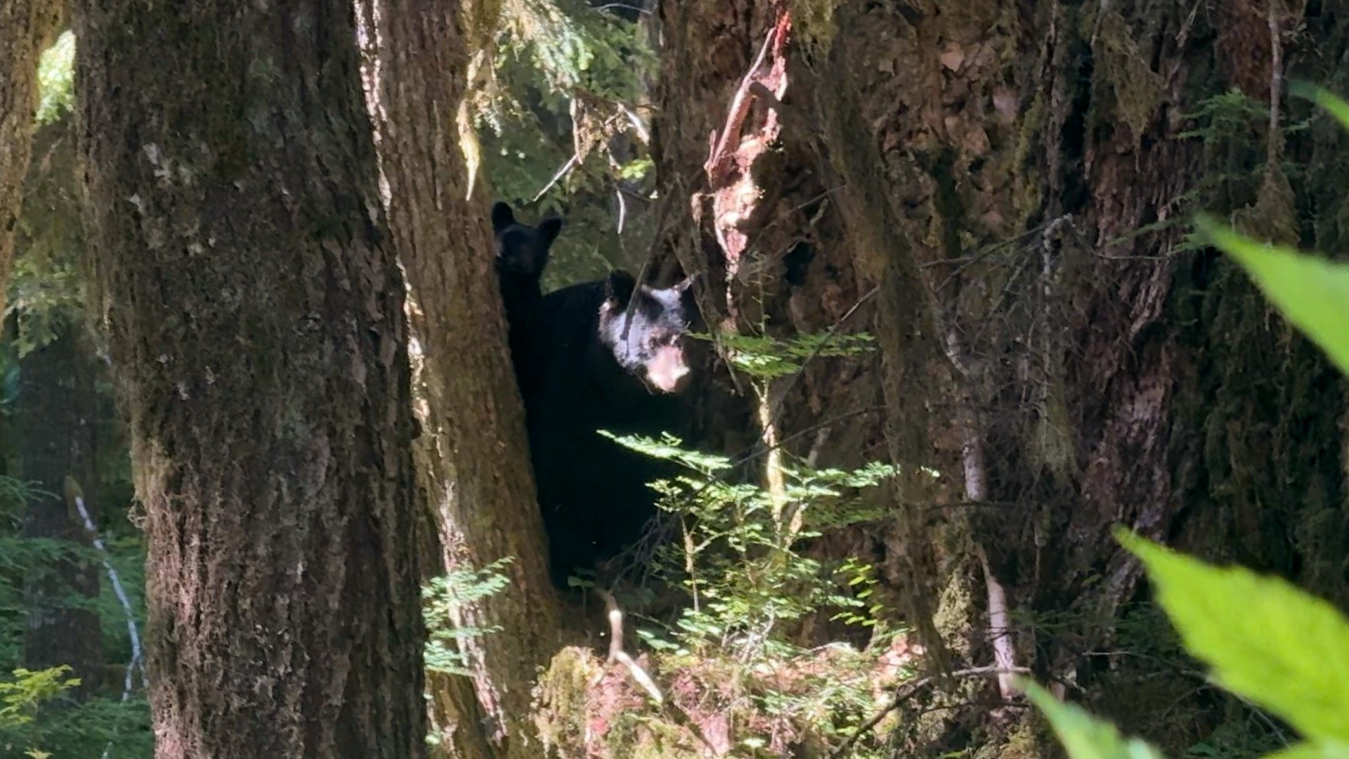 Enchanted Valley Chalet Bears
