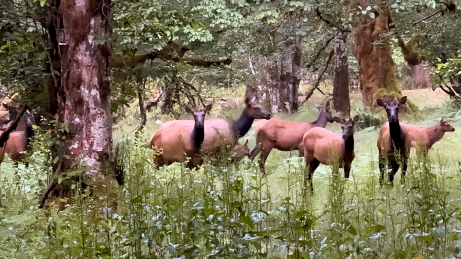 Enchanted Valley Chalet Elk