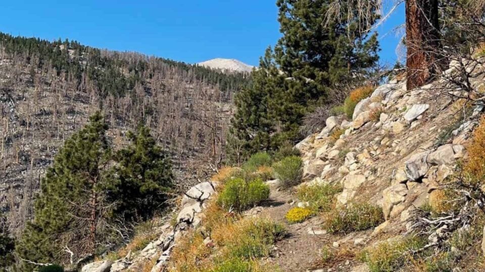 Fish Creek Trail To San Gorgonio Featured