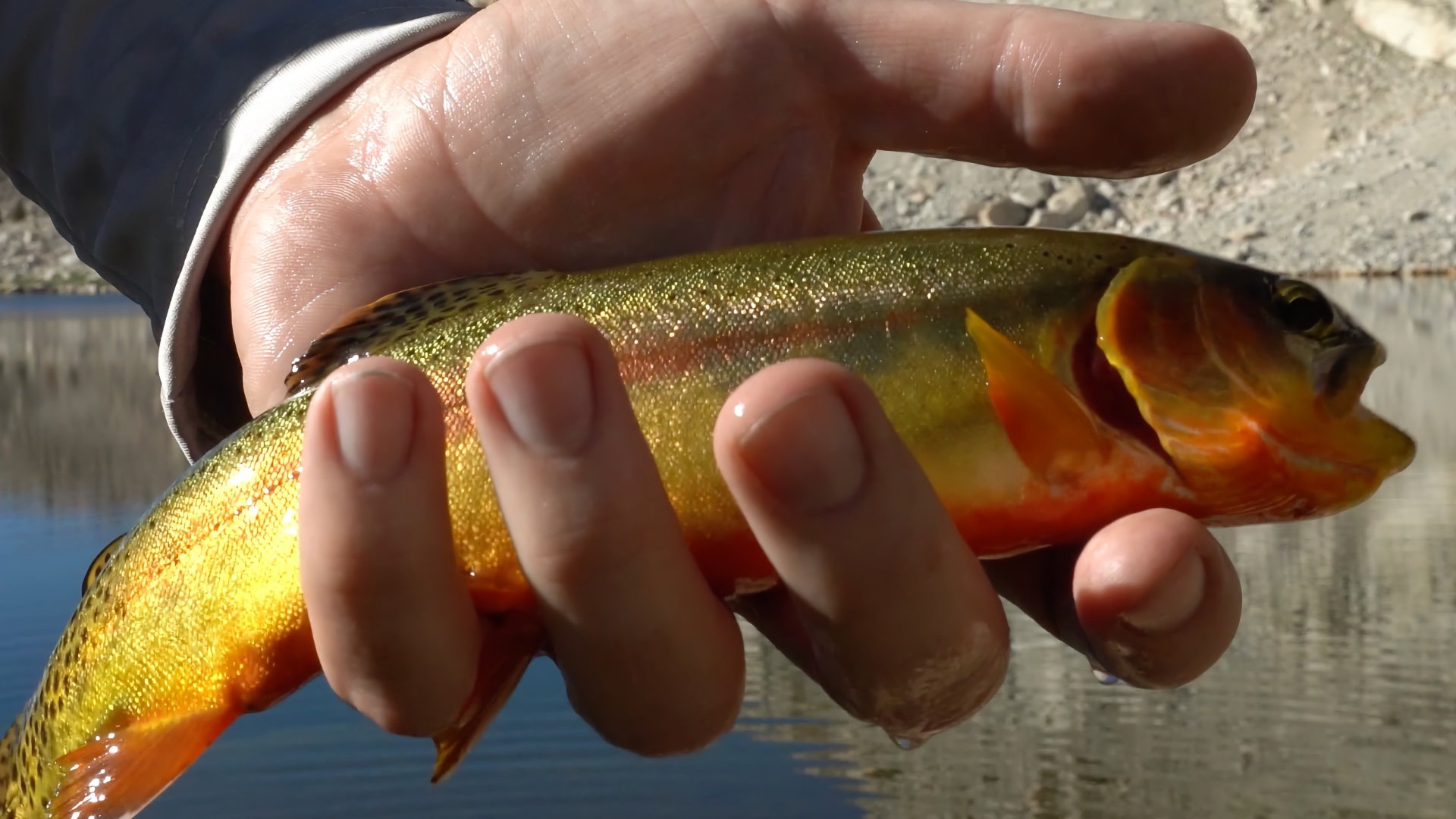 Golden Trout At Cottonwood Lakes