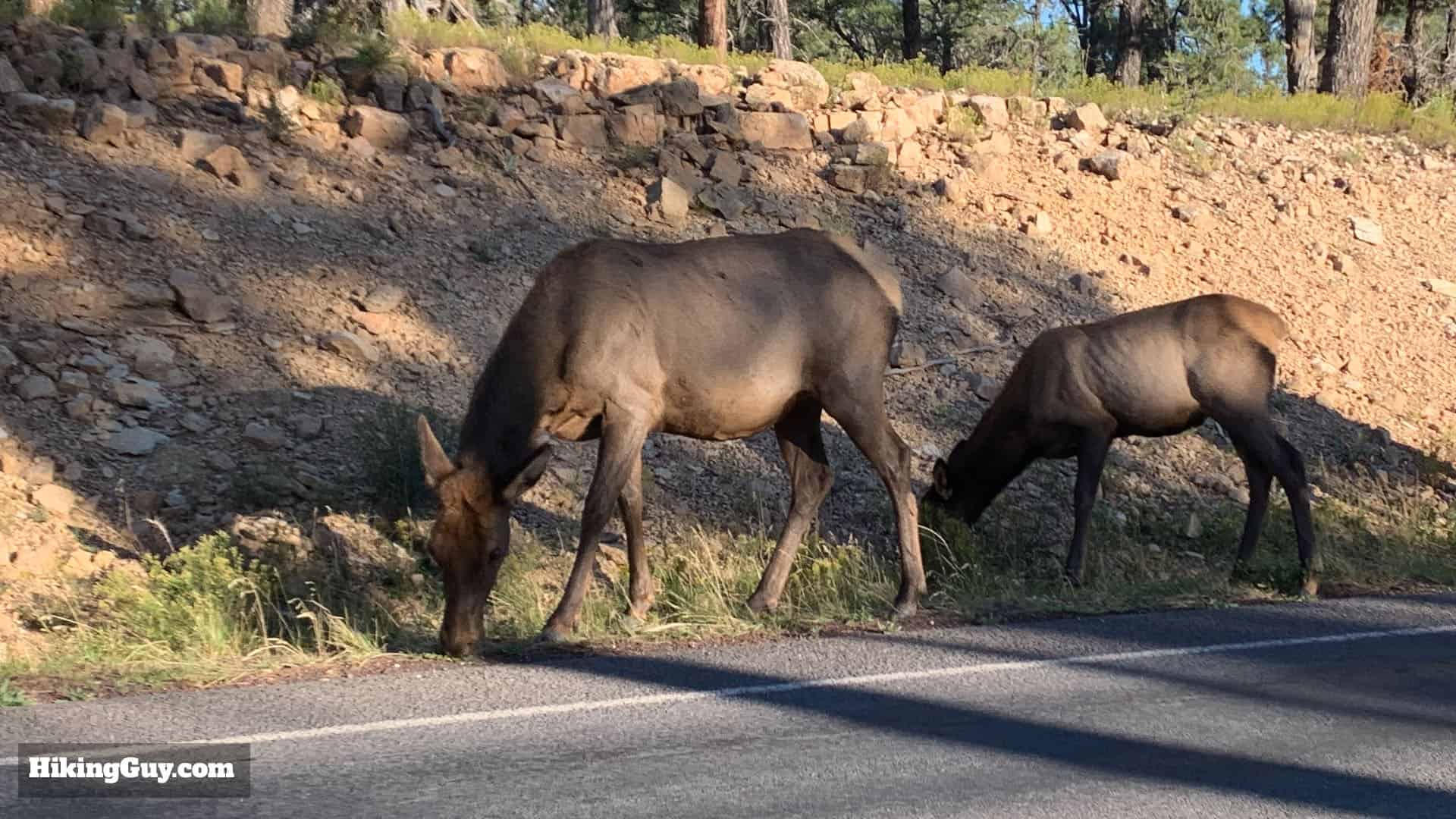Grand Canyon Hikes 1