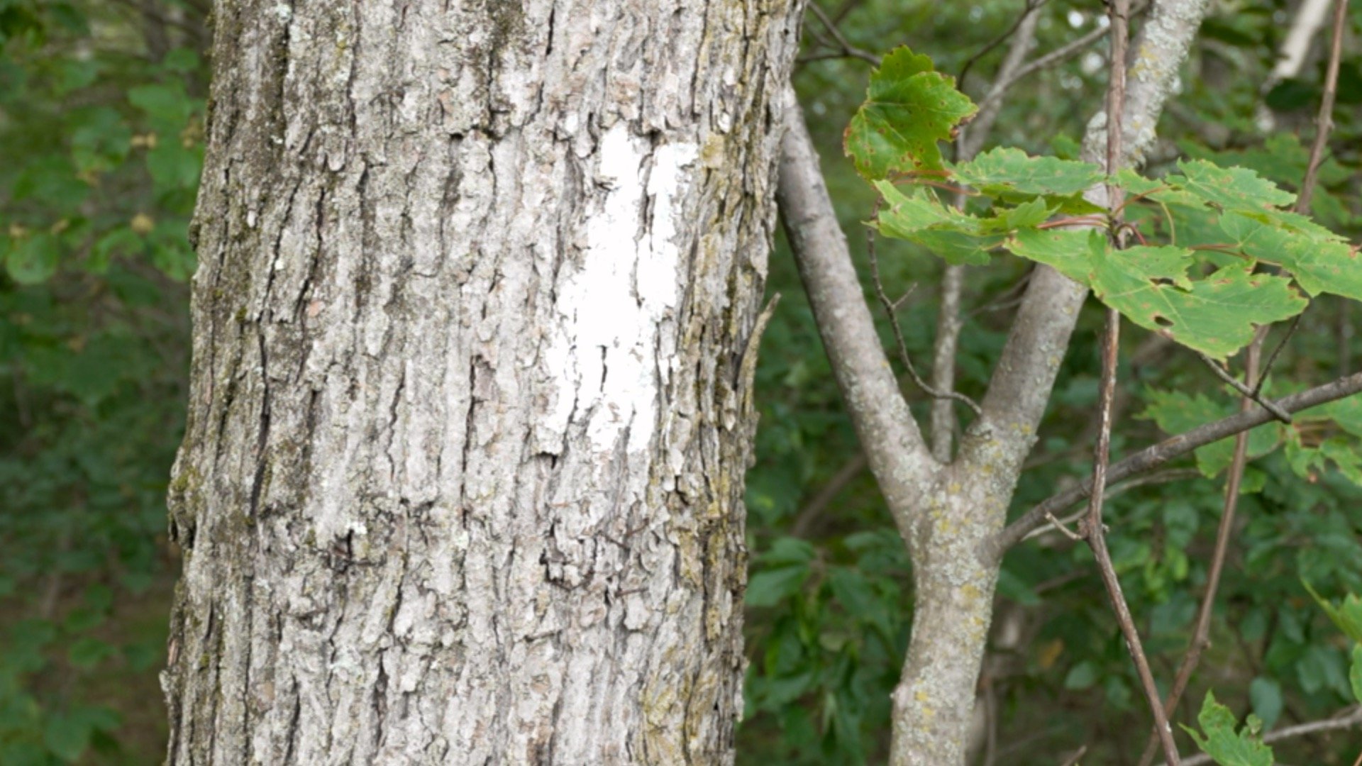 High Point Nj Hike Trail Blaze