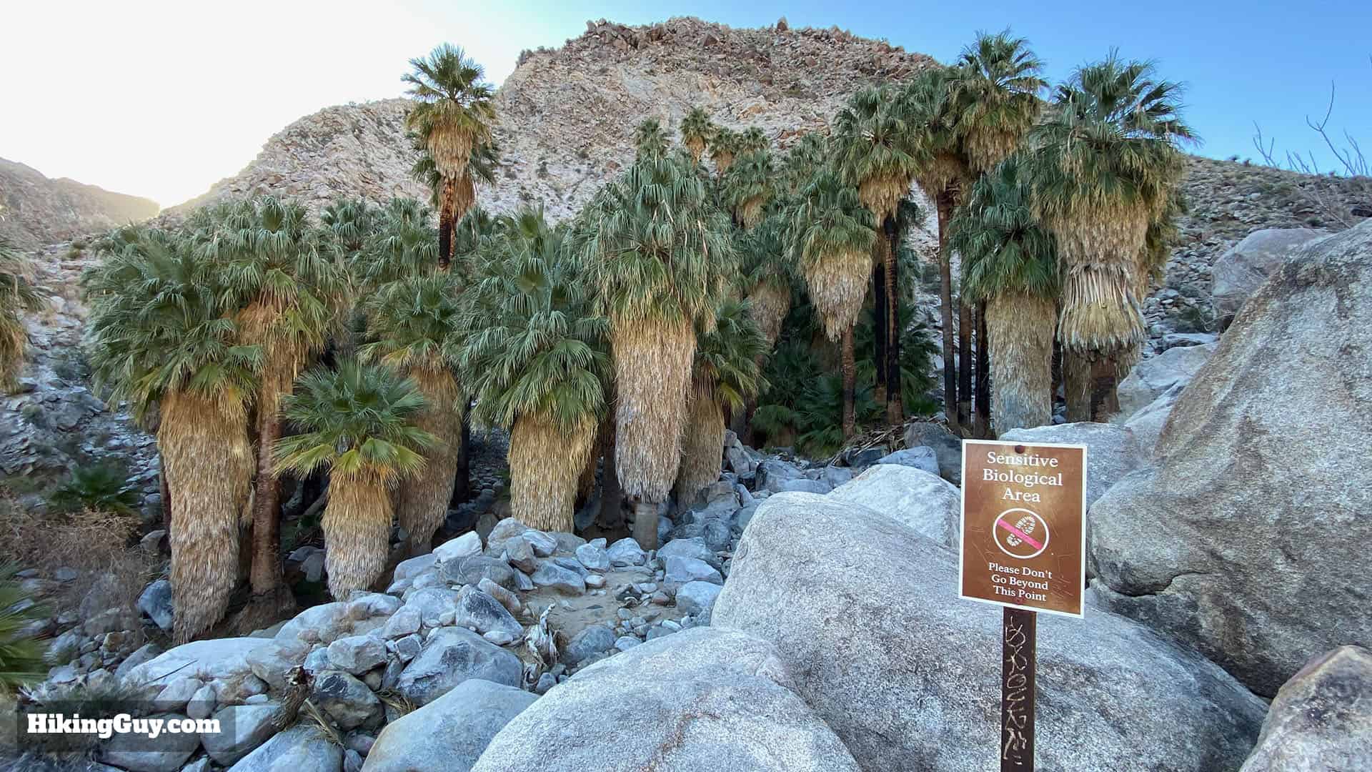 Hike 49 Palms Oasis Trail 1