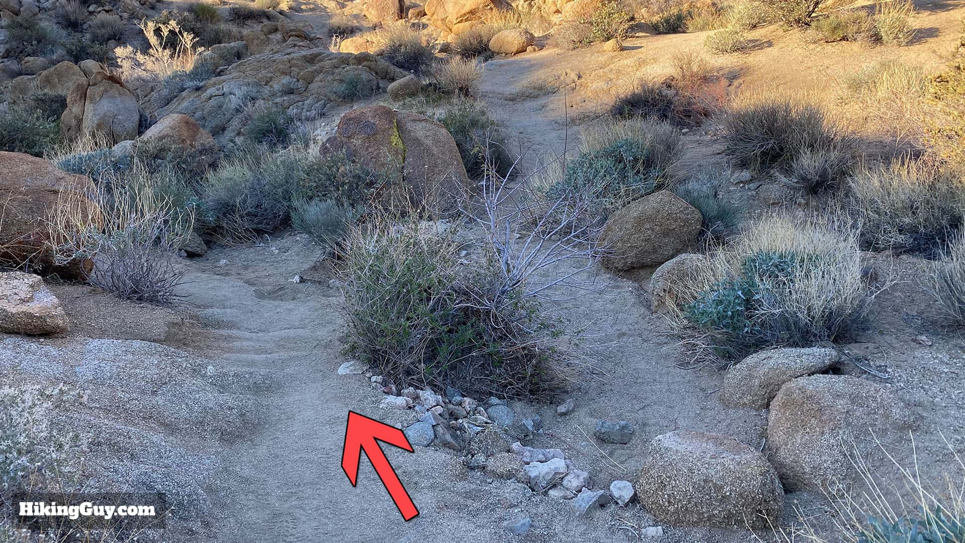 Hike 49 Palms Oasis Trail 18