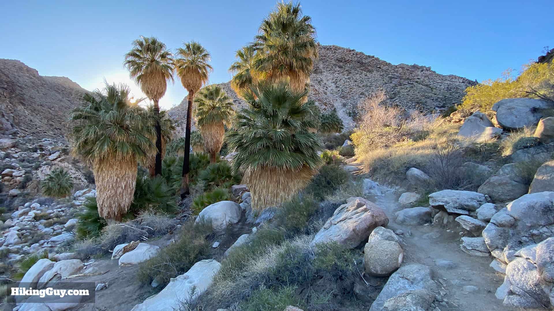 Hike 49 Palms Oasis Trail 20