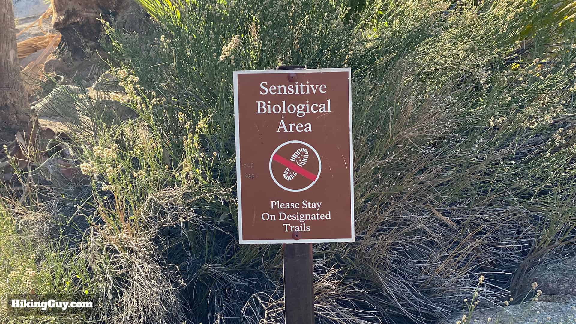 Hike 49 Palms Oasis Trail 21