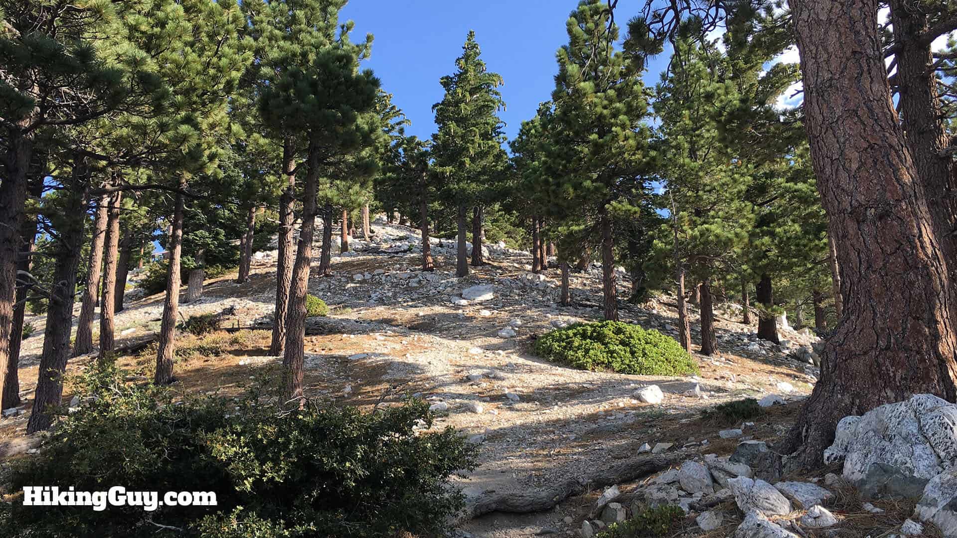 fire damage on bear canyon trail to mt baldy