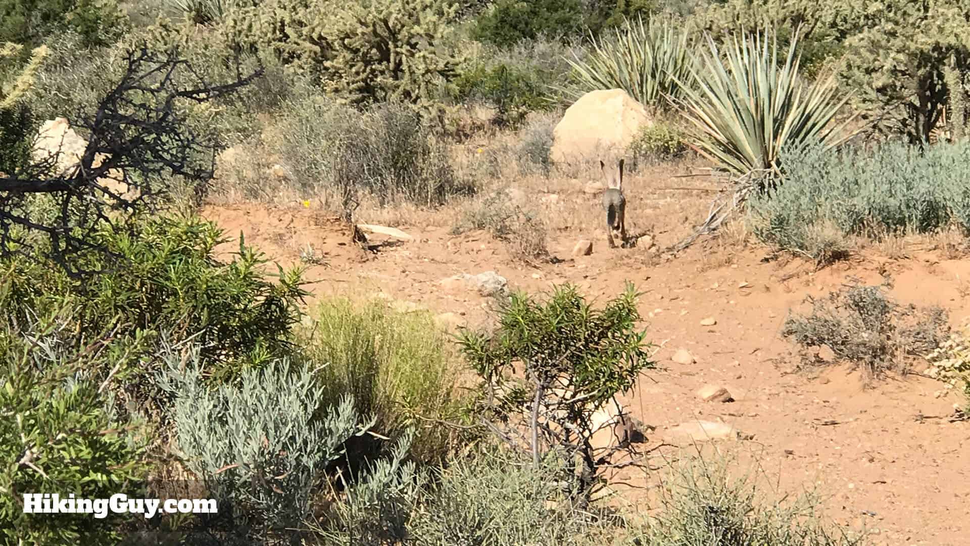 First Creek Canyon trail