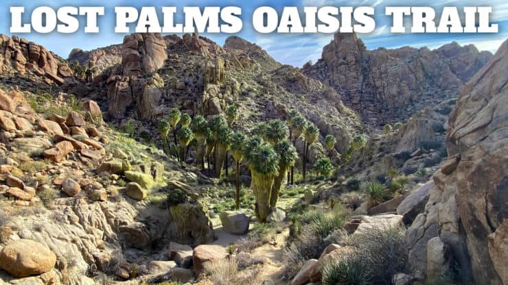 Hike Lost Palms Oasis Trail