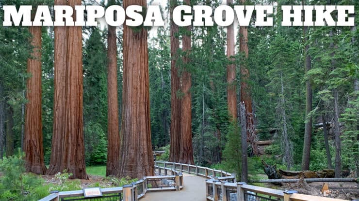 Mariposa Grove of Giant Sequoias Hike Guide