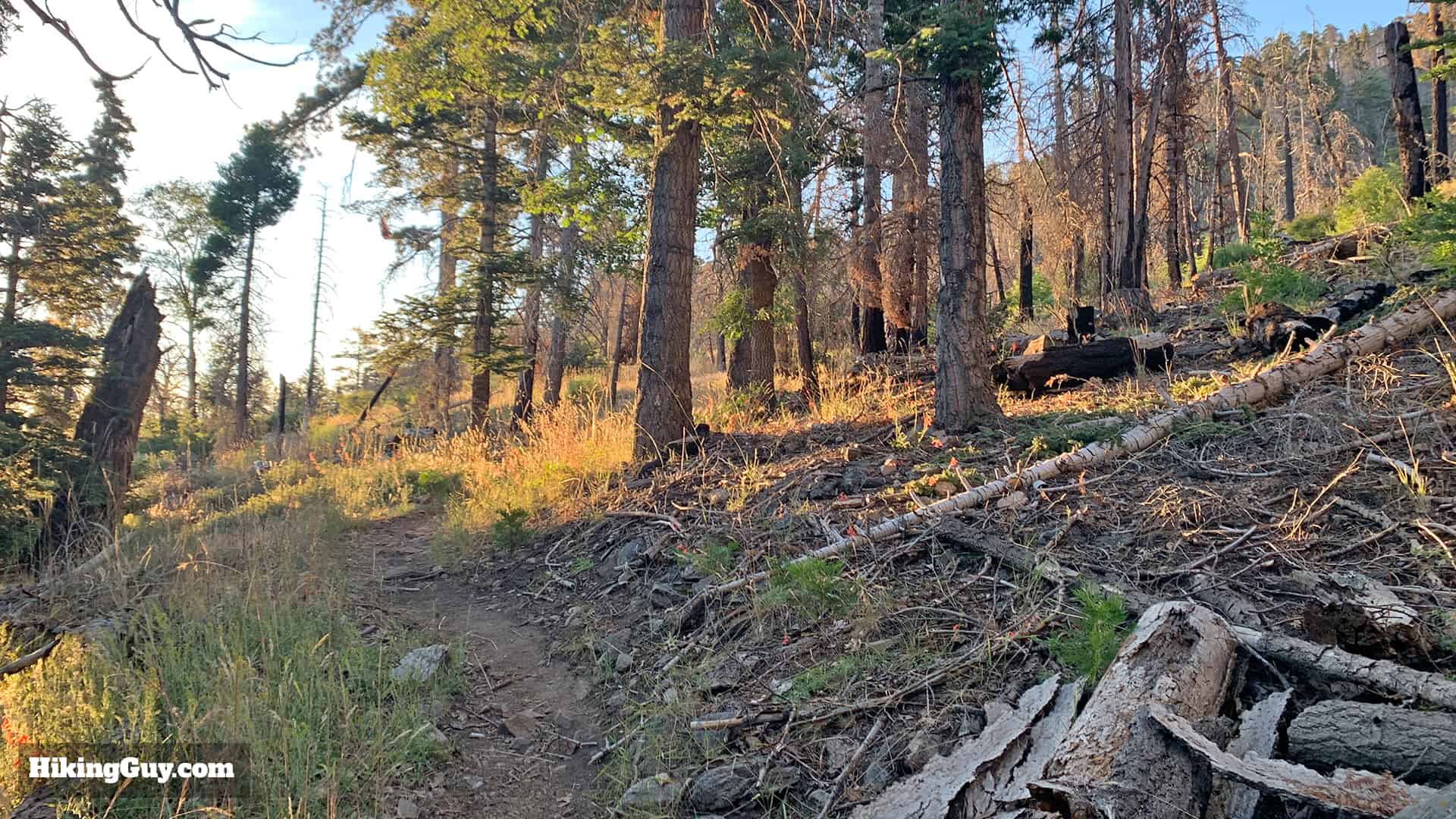 Hike San Bernardino East Peak From Forsee Creek Trail 13