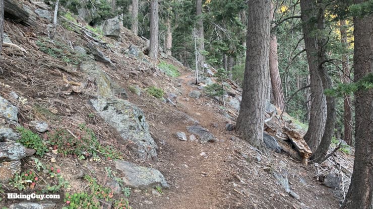 Hike San Bernardino East Peak From Forsee Creek Trail 15