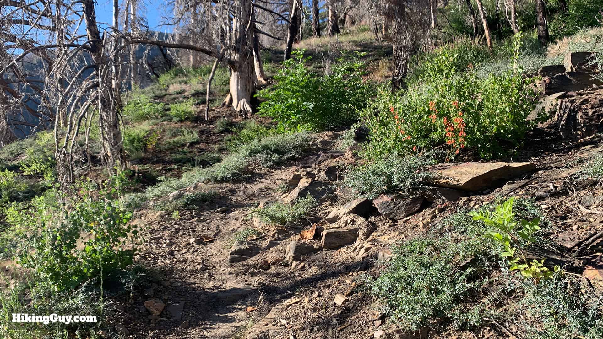 Hike San Bernardino East Peak From Forsee Creek Trail 18