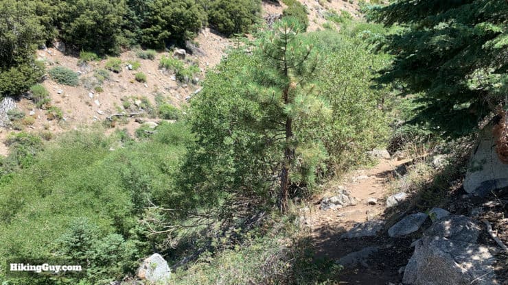 Hike San Bernardino East Peak From Forsee Creek Trail 55