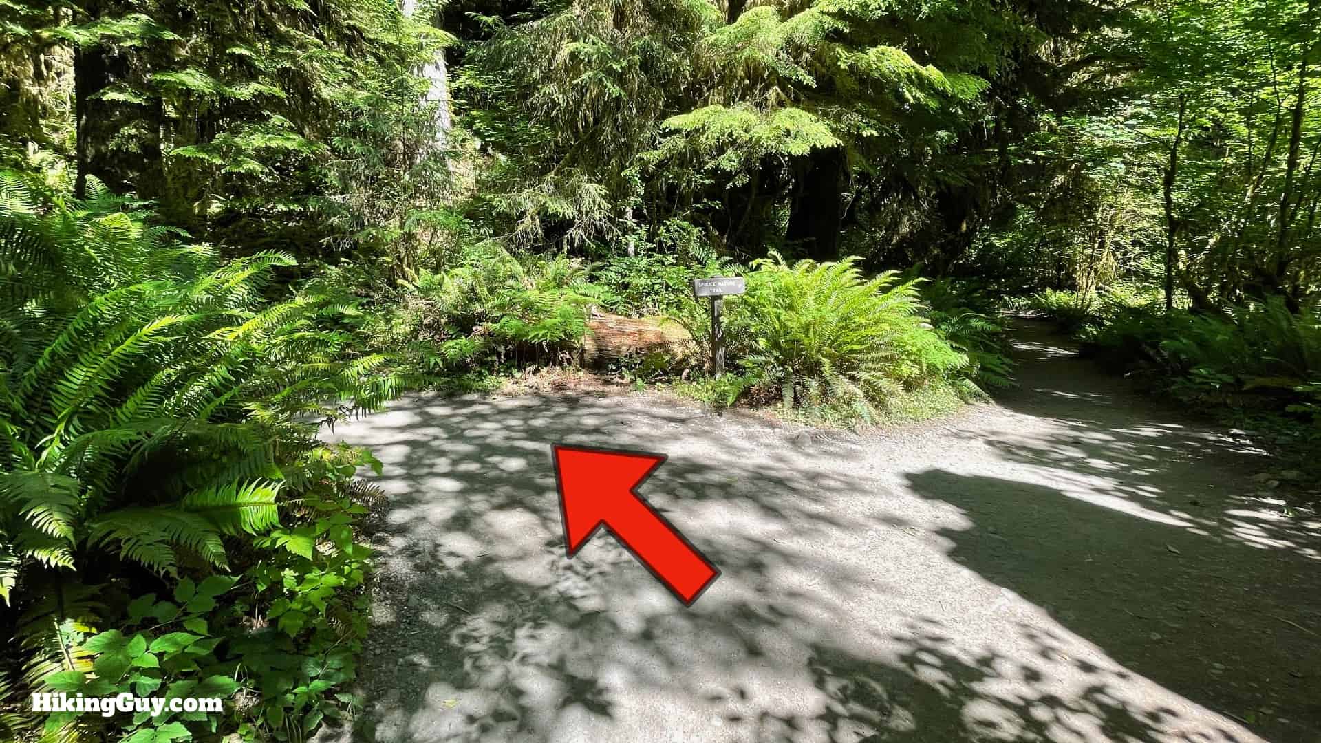 Hoh River Trail Directions 10