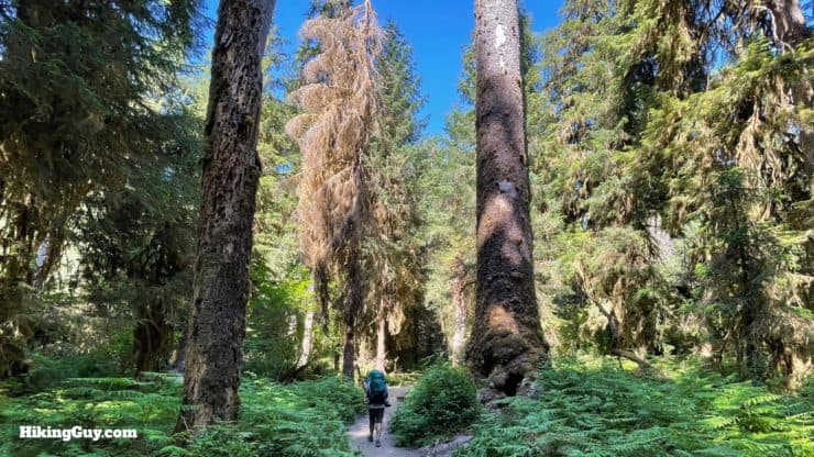 Hoh River Trail Directions 13